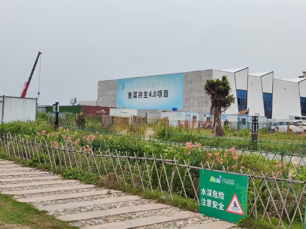 南沙魚菜共生項(xiàng)目